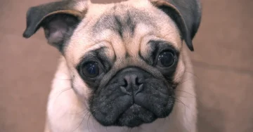 子犬より、成犬がいい。保護犬を家族に迎えてわかった、3つの「思いがけない幸せ」