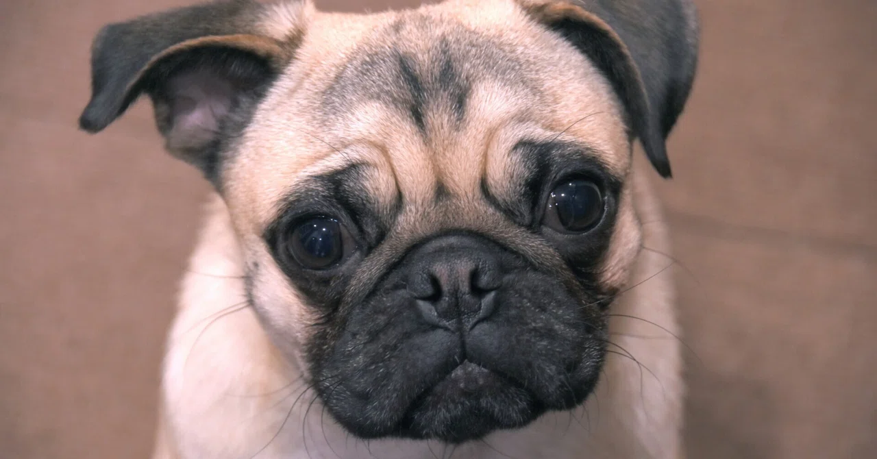 子犬より、成犬がいい。保護犬を家族に迎えてわかった、3つの「思いがけない幸せ」