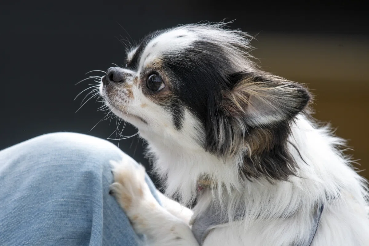 子犬より、成犬がいい。保護犬を家族に迎えてわかった、3つの「思いがけない幸せ」の画像1