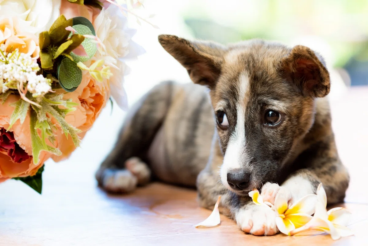 子犬より、成犬がいい。保護犬を家族に迎えてわかった、3つの「思いがけない幸せ」の画像2