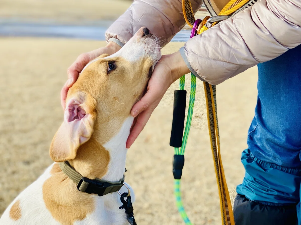 保護犬とのベストマッチングはすぐそこに！「保護団体」＆「譲渡イベント」の探し方の画像2