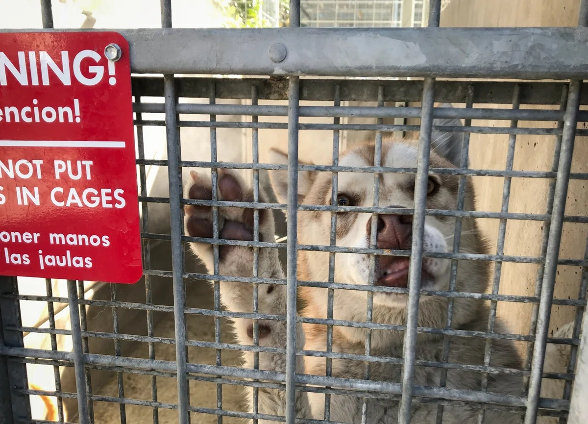 保護犬とのベストマッチングはすぐそこに！「保護団体」＆「譲渡イベント」の探し方の画像3