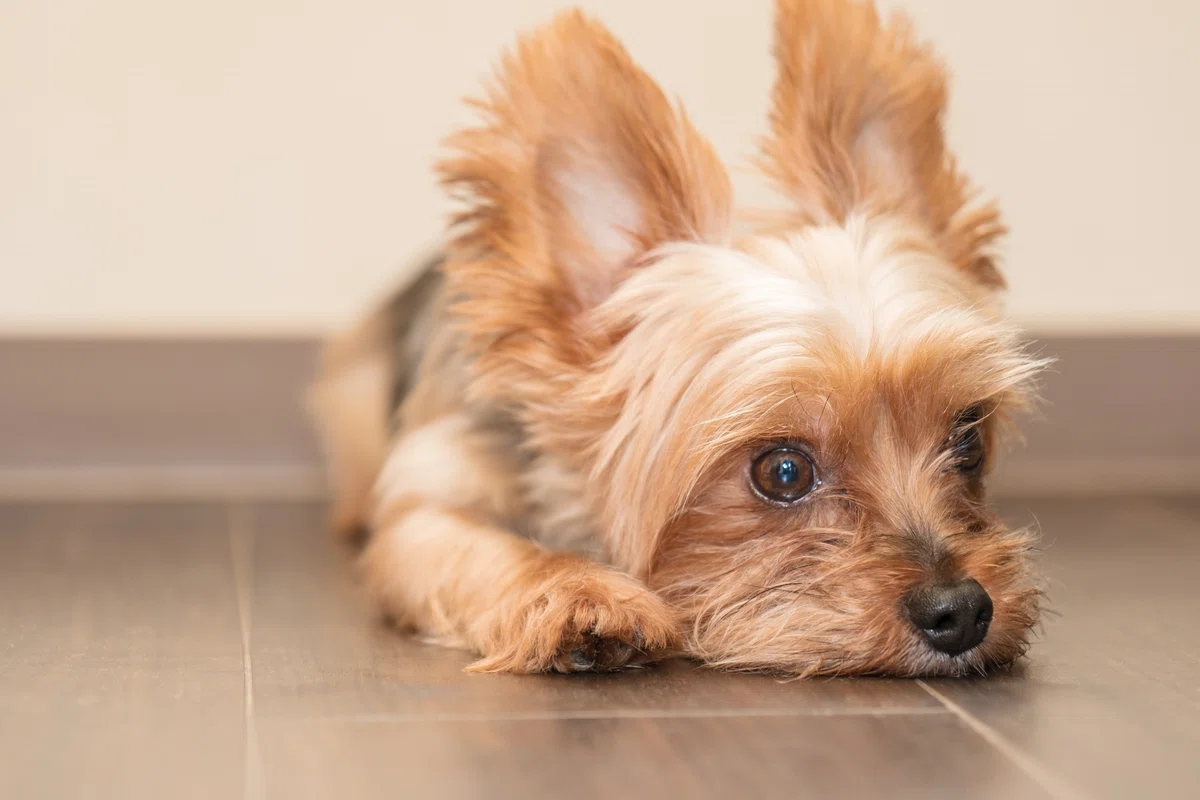 保護犬とのベストマッチングはすぐそこに！「保護団体」＆「譲渡イベント」の探し方の画像6