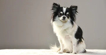 保護犬はなぜ消えない？　私たちができる、「買う」から「出会う」へのシフト