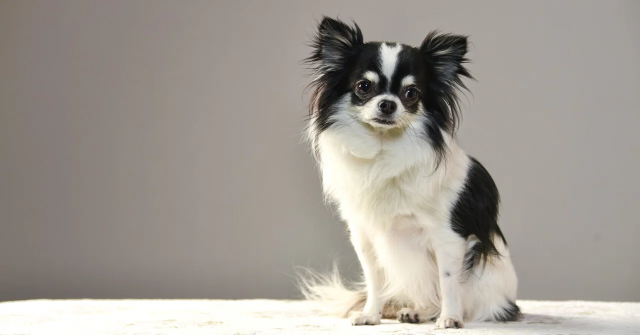 保護犬はなぜ消えない？　私たちができる、「買う」から「出会う」へのシフト