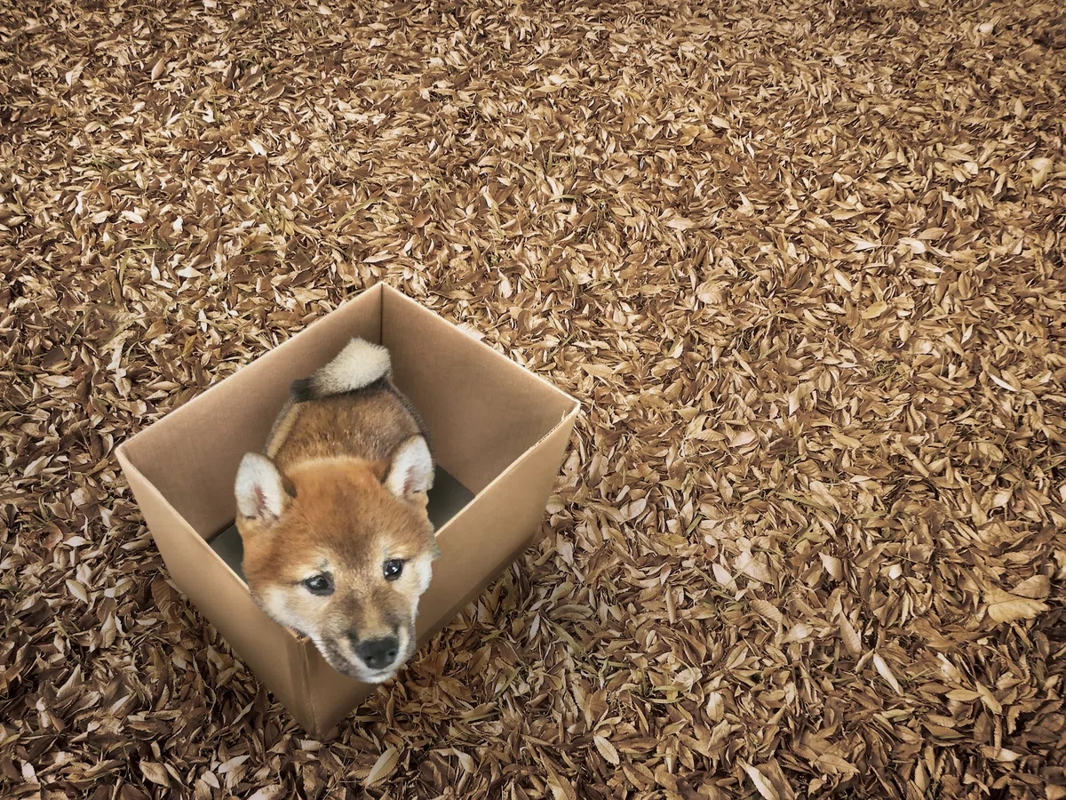 保護犬はなぜ消えない？　私たちができる、「買う」から「出会う」へのシフトの画像2