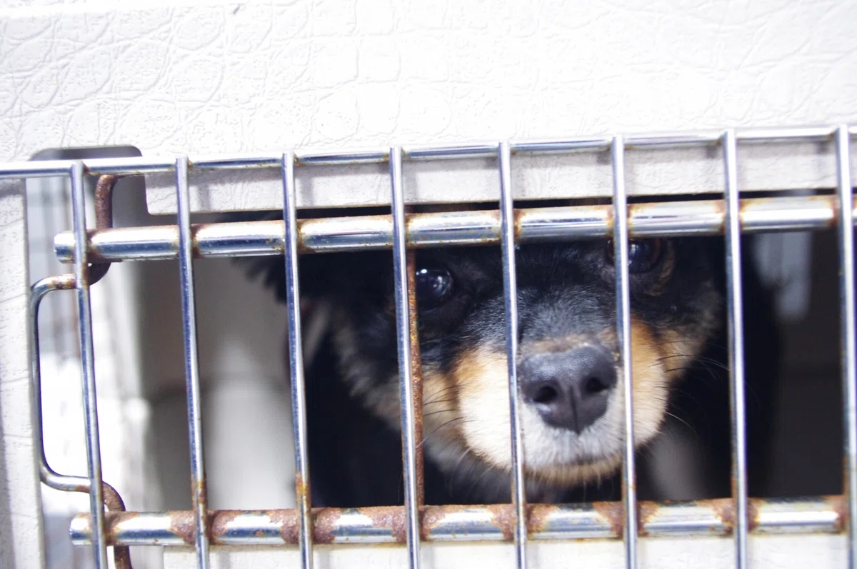 保護犬はなぜ消えない？　私たちができる、「買う」から「出会う」へのシフトの画像4