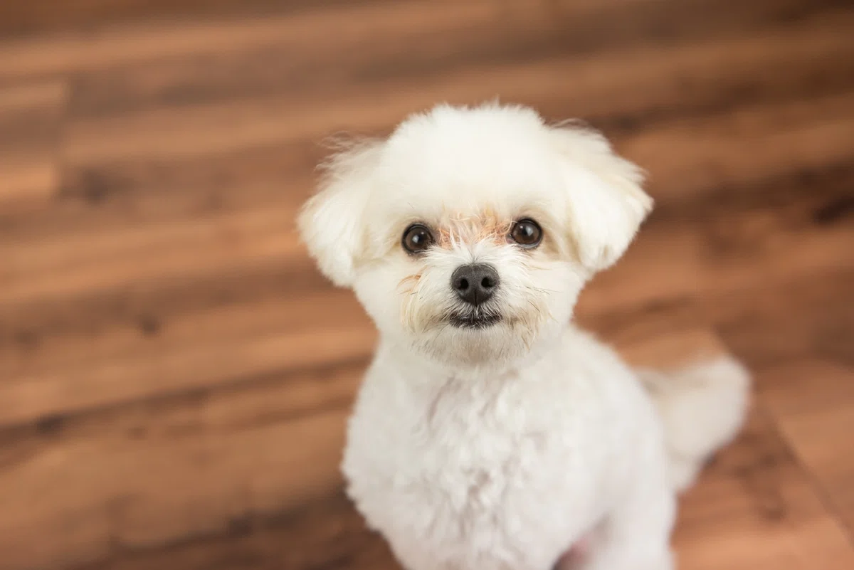 保護犬はなぜ消えない？　私たちができる、「買う」から「出会う」へのシフトの画像6