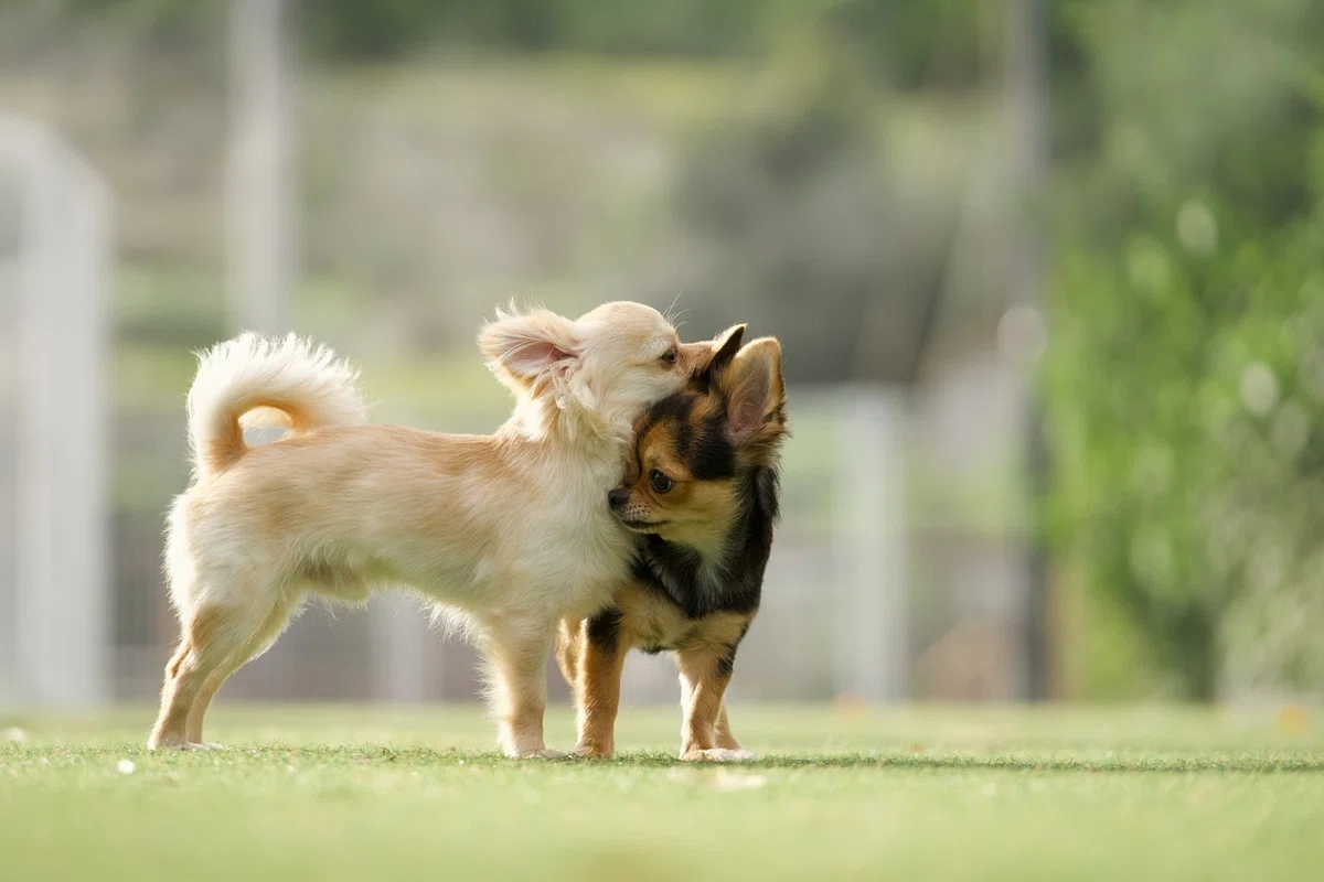 保護犬はなぜ消えない？　私たちができる、「買う」から「出会う」へのシフトの画像7