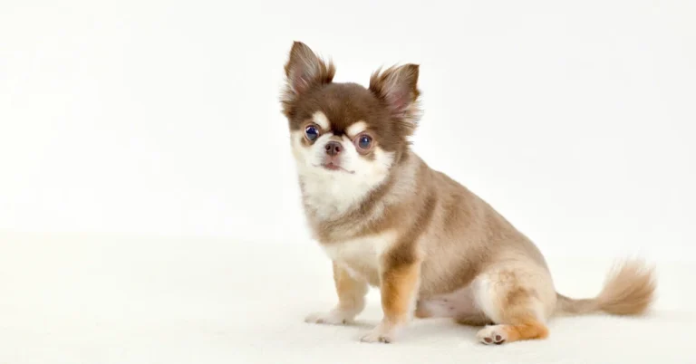 捨て犬や野犬だけではない、「保護犬」 の生まれる理由と、裏に潜む現実