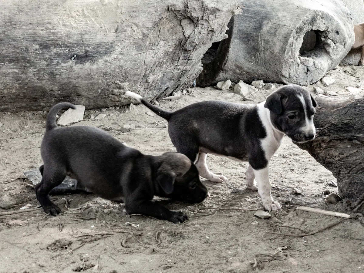 捨て犬や野犬だけではない、「保護犬」 の生まれる理由と、裏に潜む現実の画像3