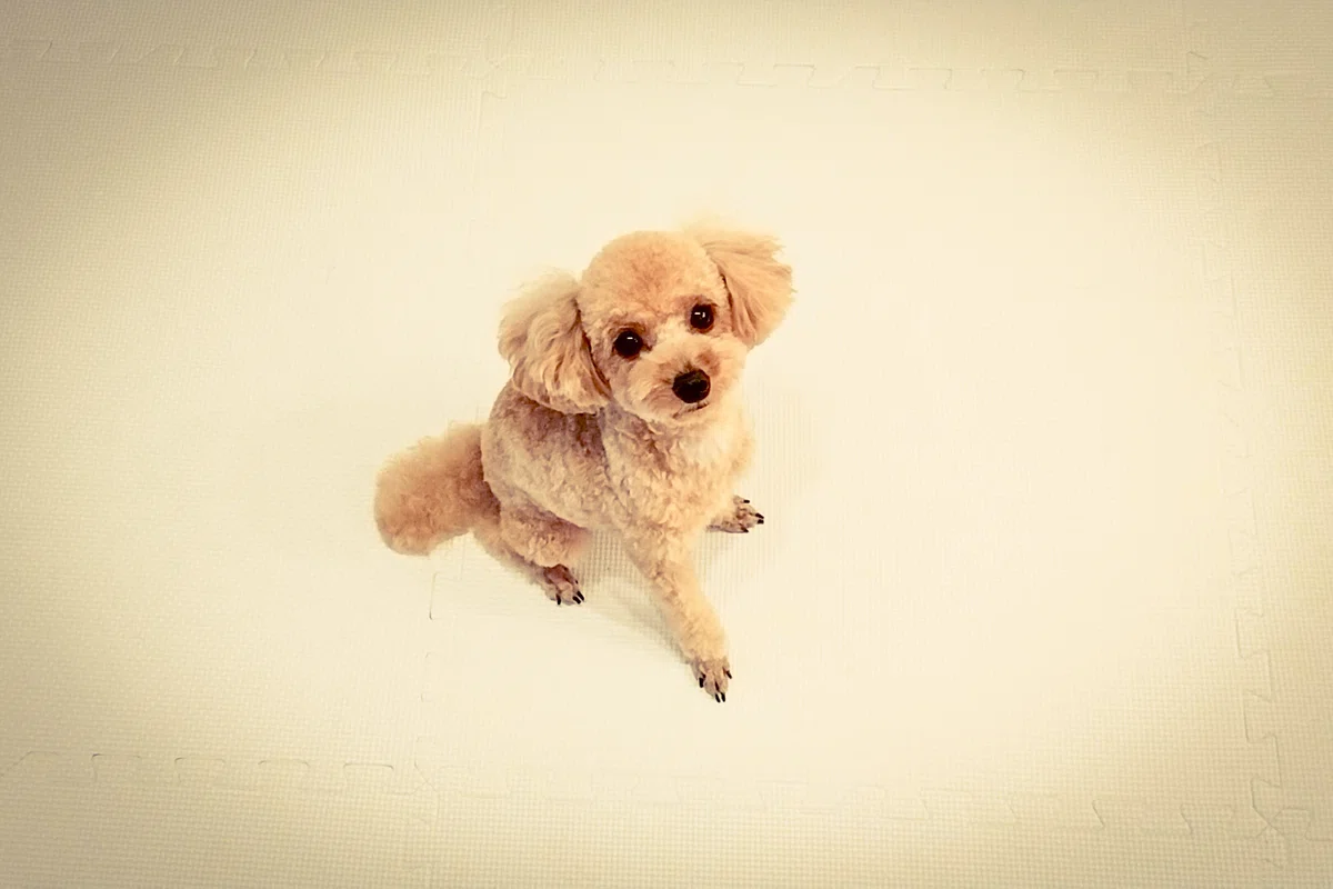 捨て犬や野犬だけではない、「保護犬」 の生まれる理由と、裏に潜む現実の画像4