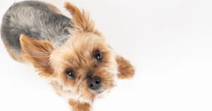 タダより怖いものはない⁈　保護犬が"タダ"ではない本当の理由