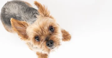 タダより怖いものはない⁈　保護犬が”タダ”ではない本当の理由