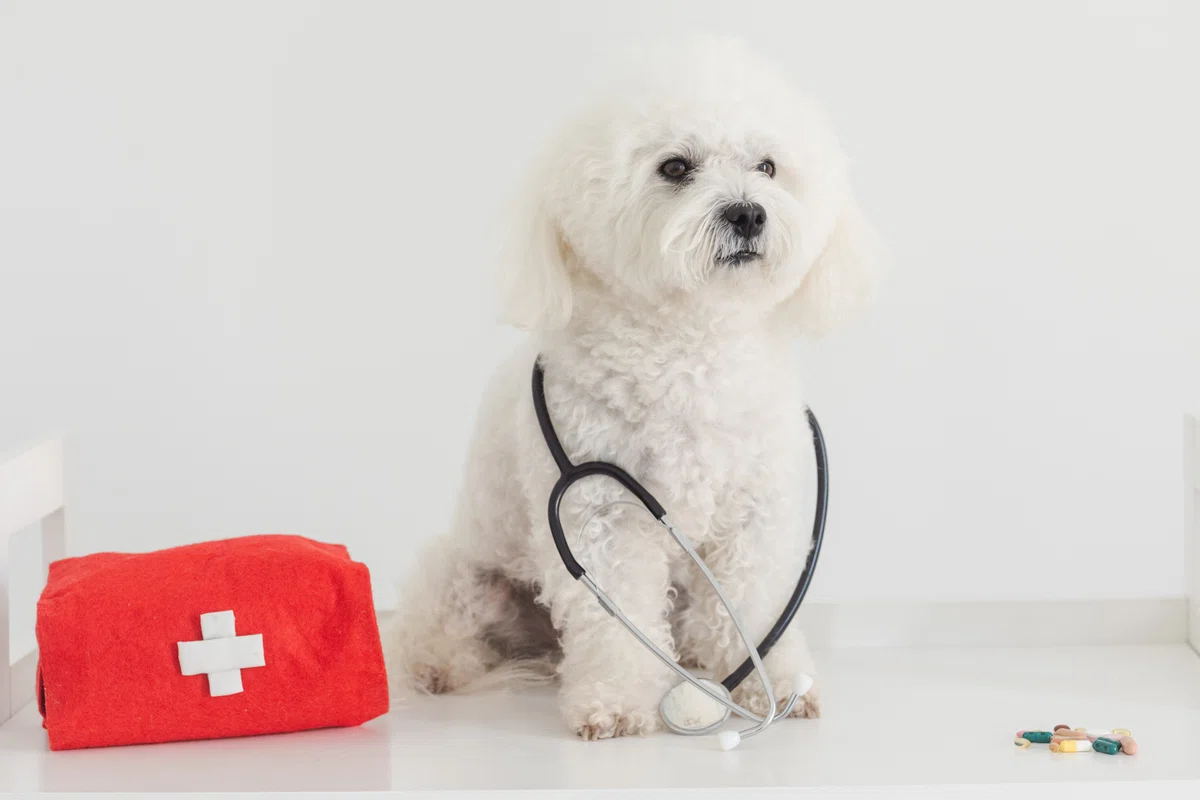 タダより怖いものはない⁈　保護犬が\