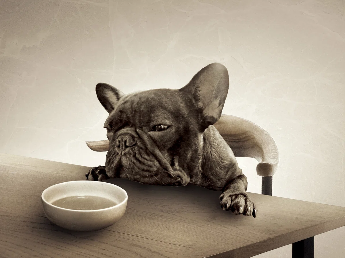 タダより怖いものはない⁈　保護犬が\