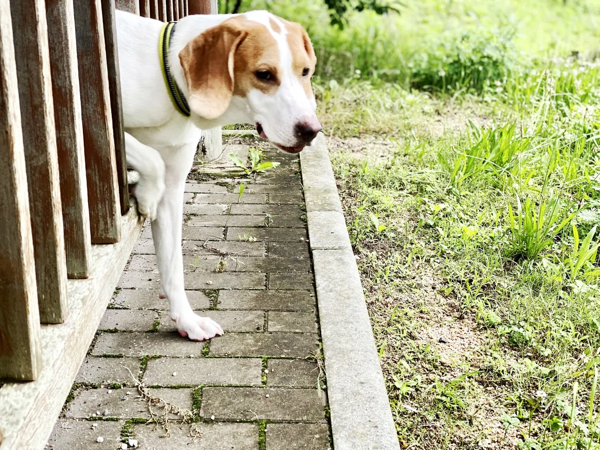 タダより怖いものはない⁈　保護犬が\