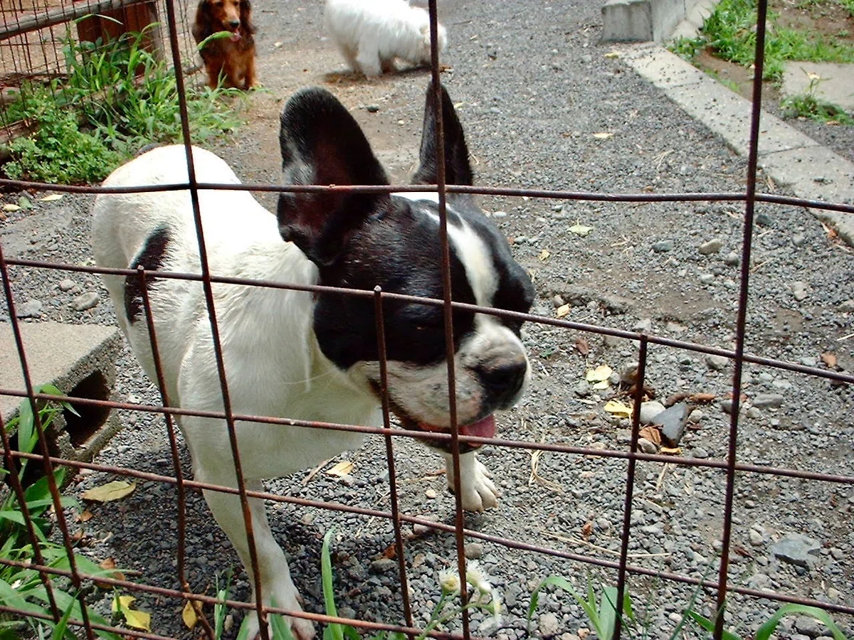 タダより怖いものはない⁈　保護犬が\