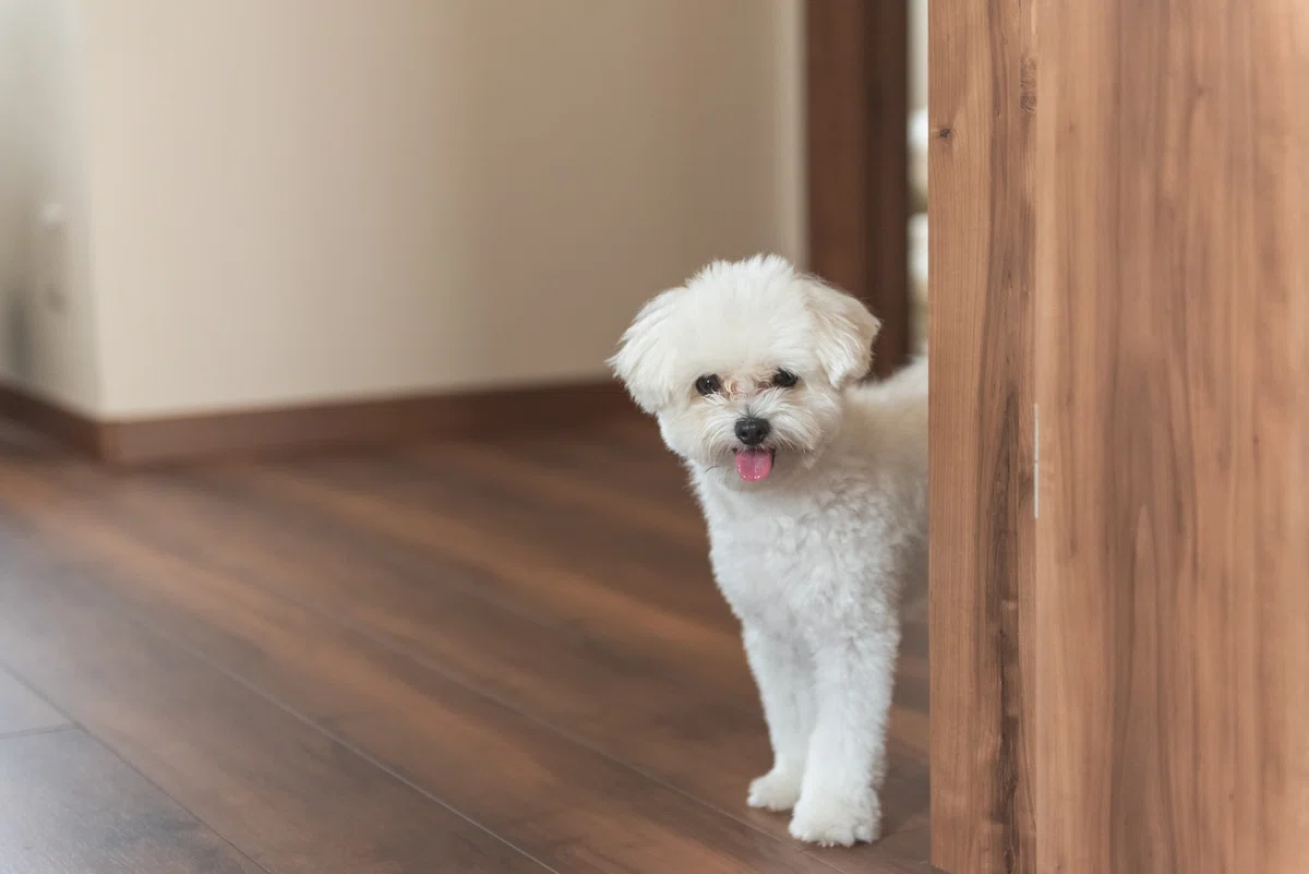 タダより怖いものはない⁈　保護犬が\