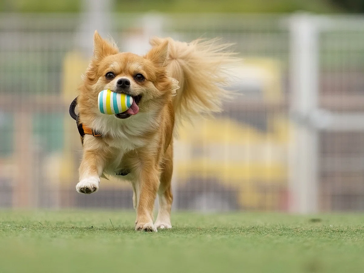 犬を迎えた「その後」も、ひとりじゃない。アニフェアが用意するサポートのすべての画像5
