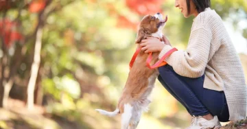 相性重視の犬選び。 ライフスタイル別「運命の保護犬」の見極め方チェックリスト🐾