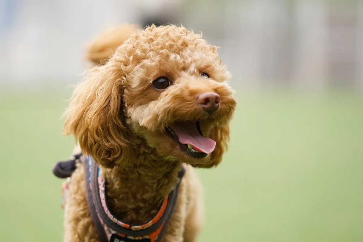 相性重視の犬選び。 ライフスタイル別「運命の保護犬」の見極め方チェックリスト🐾の画像4