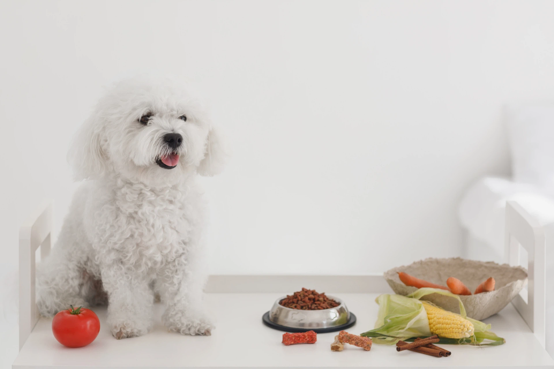 保護犬を迎えるのにかかる費用は？ペットショップとコストを比べてみたの画像1