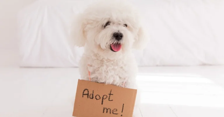 保護犬の譲渡審査って、何を見るの？「落とすための審査」ではない理由