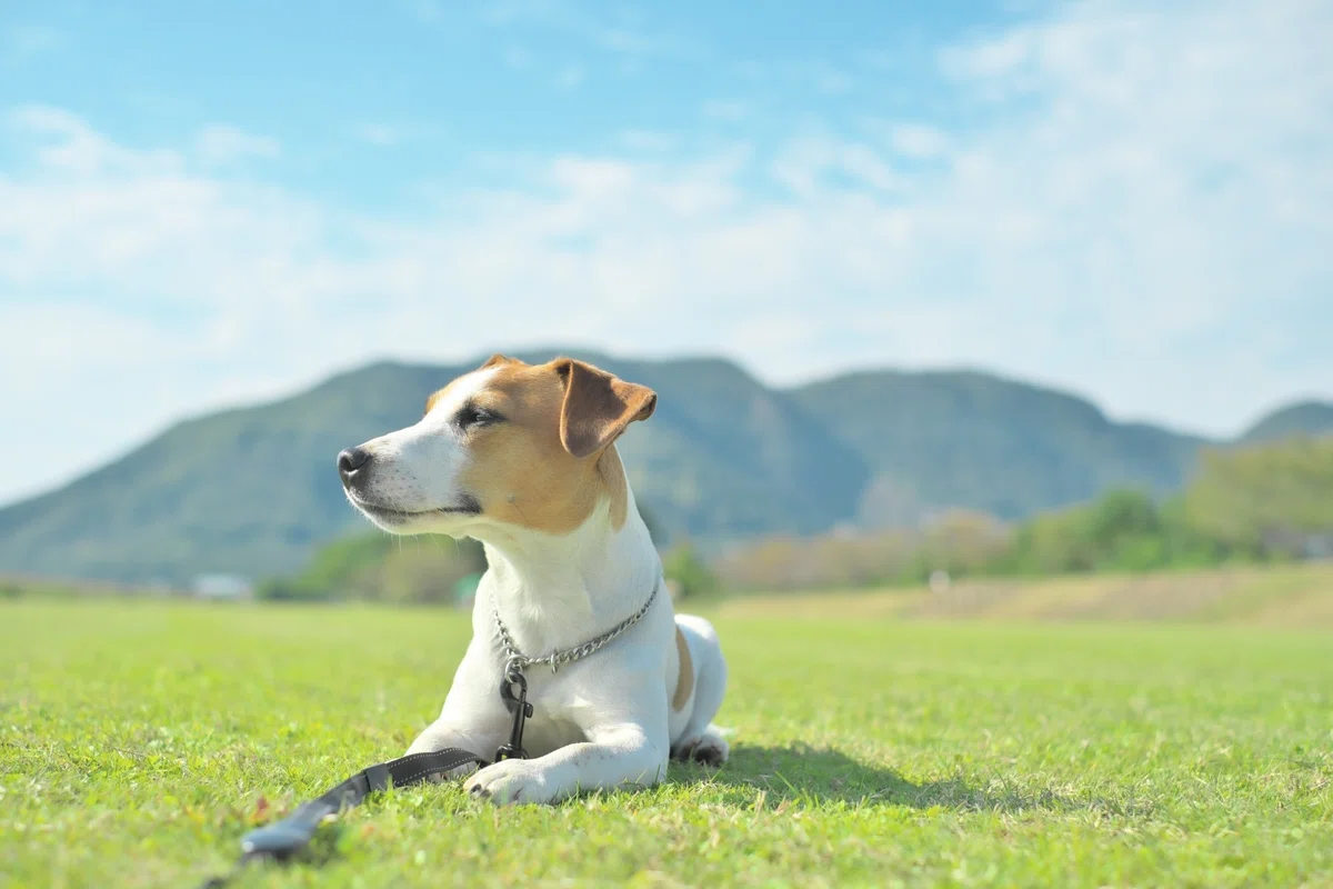 保護犬の譲渡審査って、何を見るの？「落とすための審査」ではない理由の画像4
