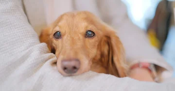 孤立が飼育放棄の一因に? 多頭飼育崩壊の現場に潜む、飼い主側の福祉課題