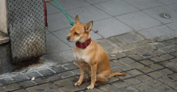 日本の犬の殺処分はいまどこまで減った？ゼロにならない、残るボトルネックとは