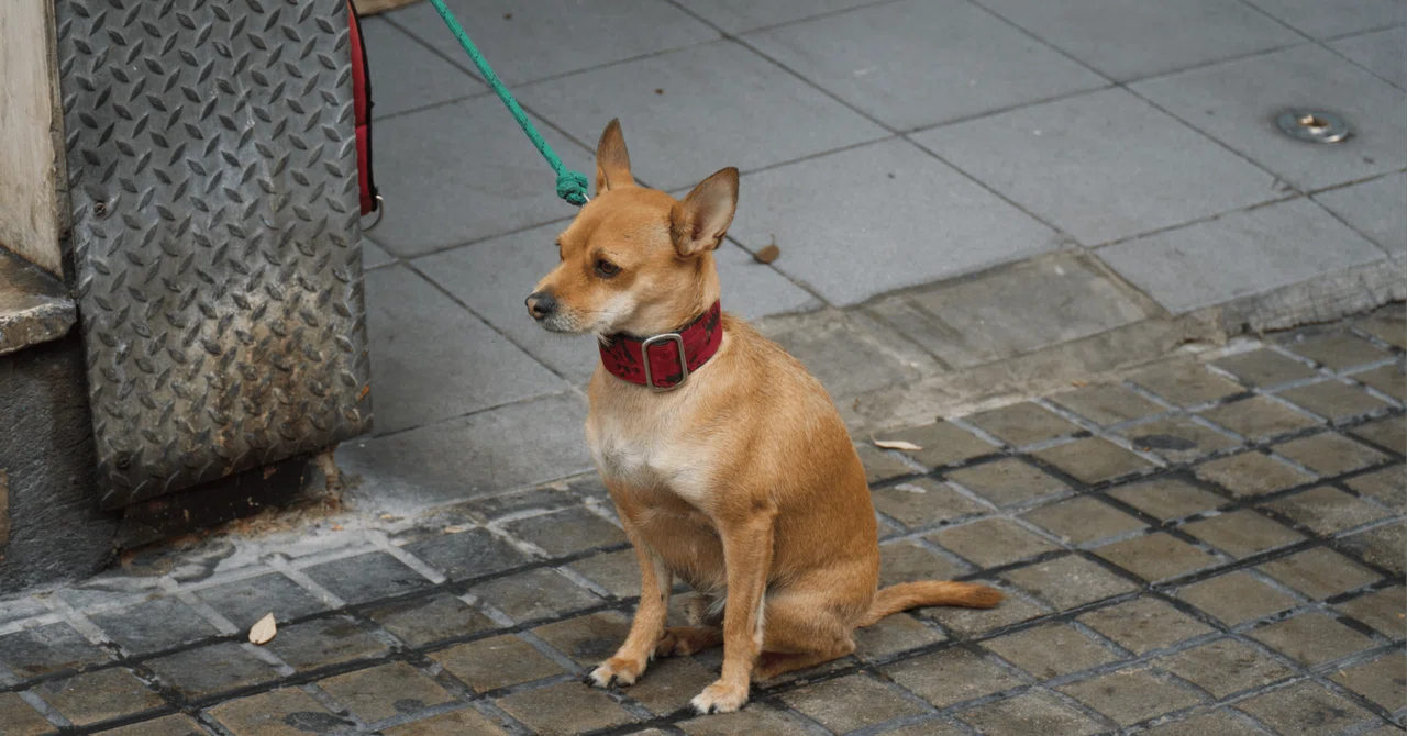 日本の犬の殺処分はいまどこまで減った？ゼロにならない、残るボトルネックとは