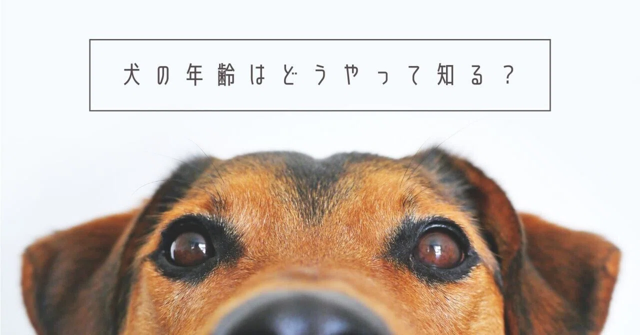 保護犬の年齢に「推定」が多い理由の画像1